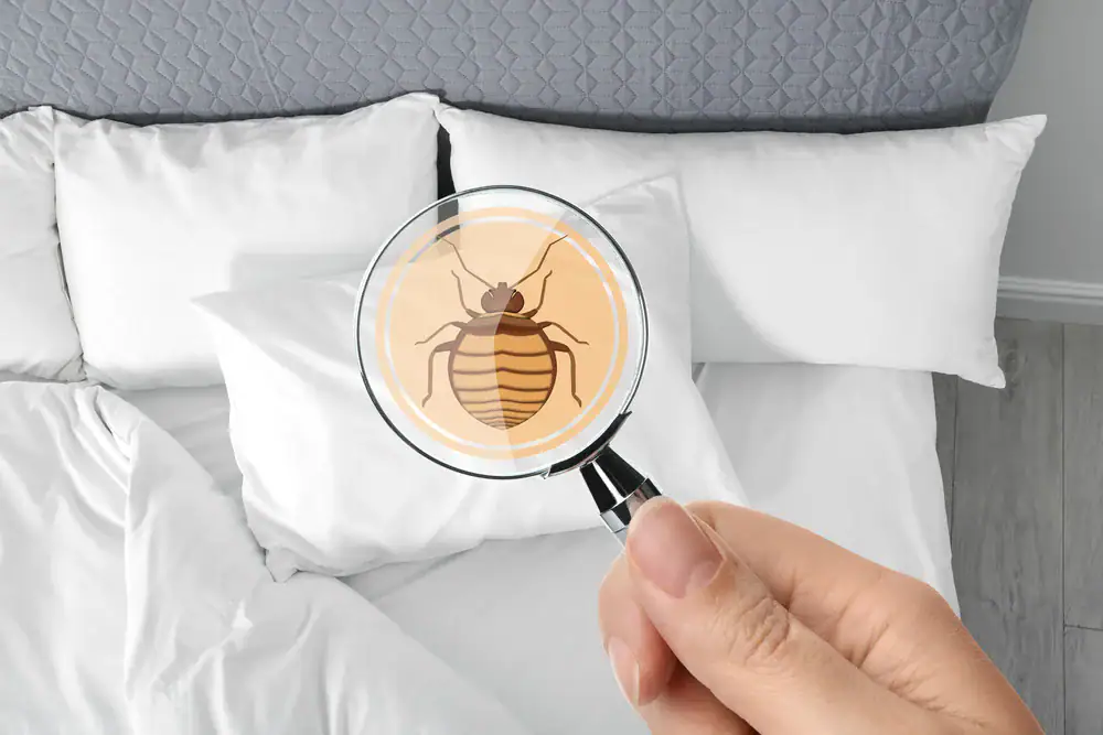 A hand holds a magnifying glass over a white bed, revealing an illustrated close-up of a bed bug on the sheets near pillows.