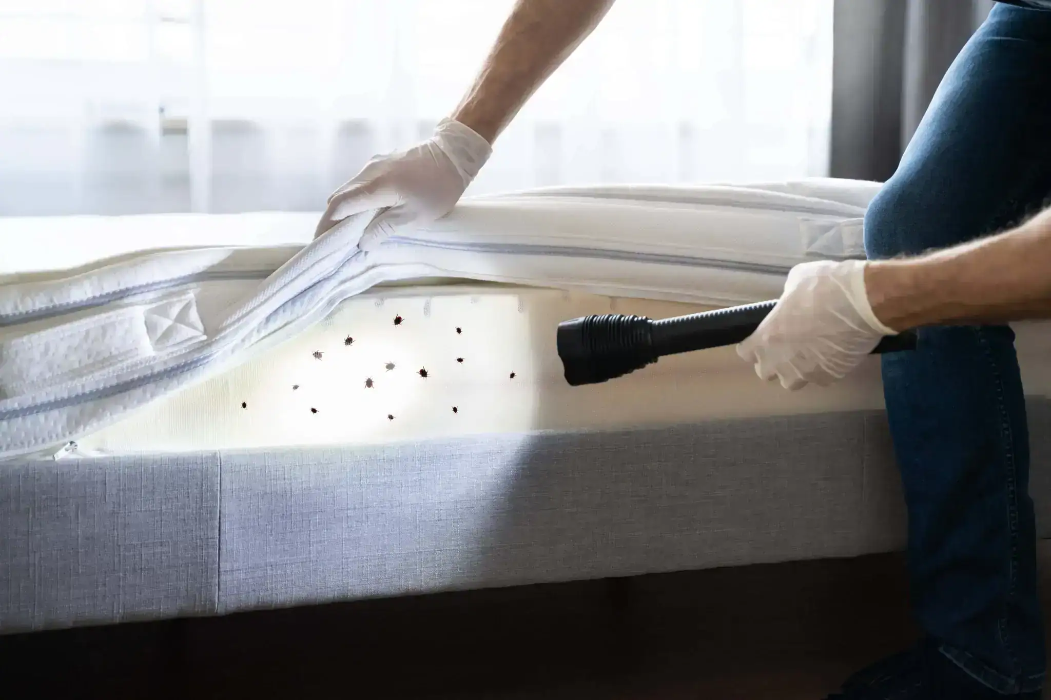 A person wearing gloves lifts a mattress cover with one hand and shines a flashlight on the mattress, revealing several small dark spots—signs that may require professional Pest Control Genesee County, MI services.