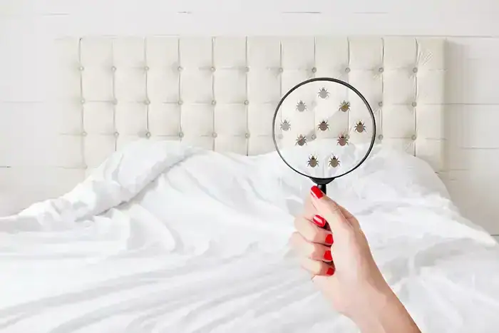 A hand with red-painted nails holds a magnifying glass over a bed with white sheets, revealing enlarged images of small bugs—highlighting the need for Pest Control Genesee County, MI, to tackle potential bedbug infestations.