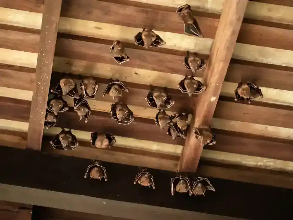 A group of bats hangs upside down from the wooden beams of a ceiling in Genesee County, MI, clustered together in several groups—a scene often addressed by local pest control services.