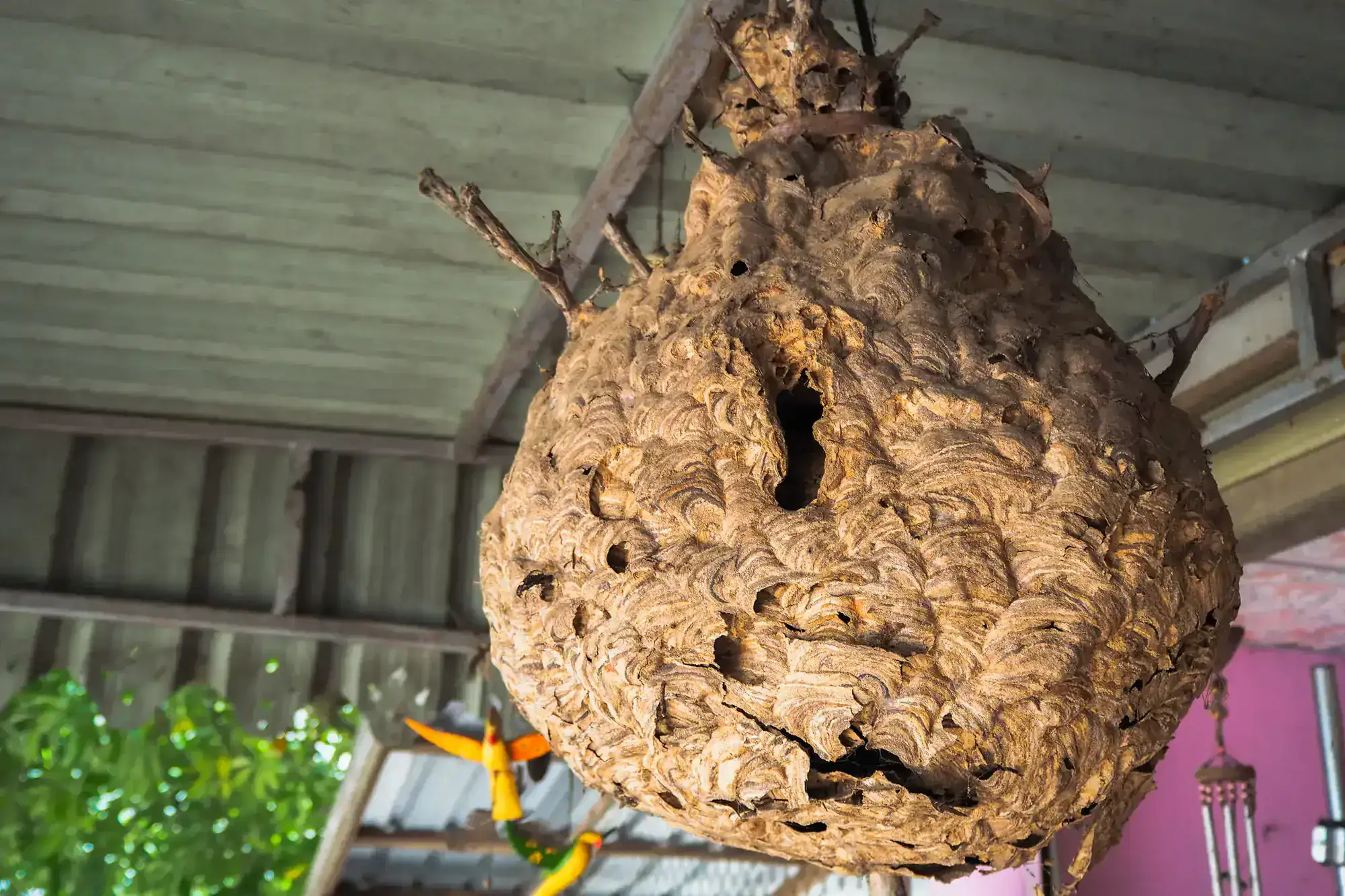 A large, brown wasp nest hangs from the metal roof of a building in Genesee County, MI, with intricate swirling patterns and holes visible on its surface. The nest is positioned under the shelter, near some branches—ideal for Pest Control Genesee County experts.