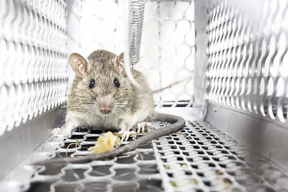 A brown rat inside a metal cage trap, sitting on a grated surface with food nearby. The cage has small round holes and a spring mechanism above the rat—an example of effective pest control in Genesee County, MI.